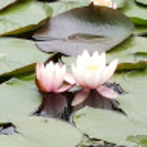 Meet your Posher, Bailey